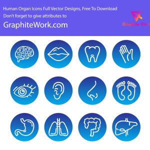 Human Organ Icons Full Vector Free to Download by Graphite Work